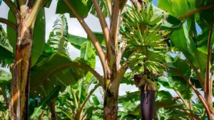 cultivo de platano - enfermedades del cultivo de platano