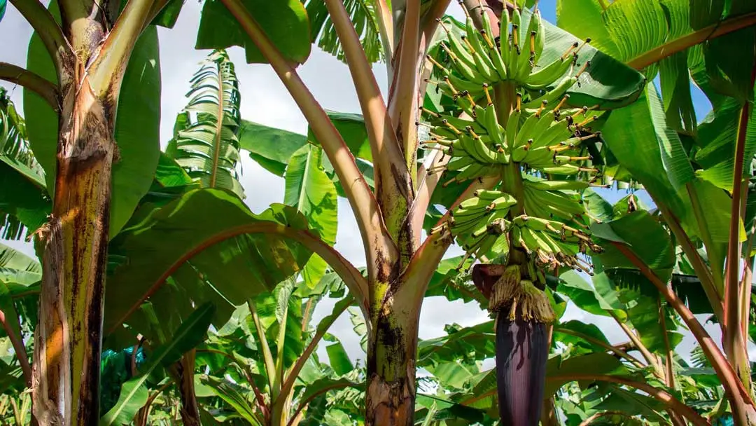 plantain