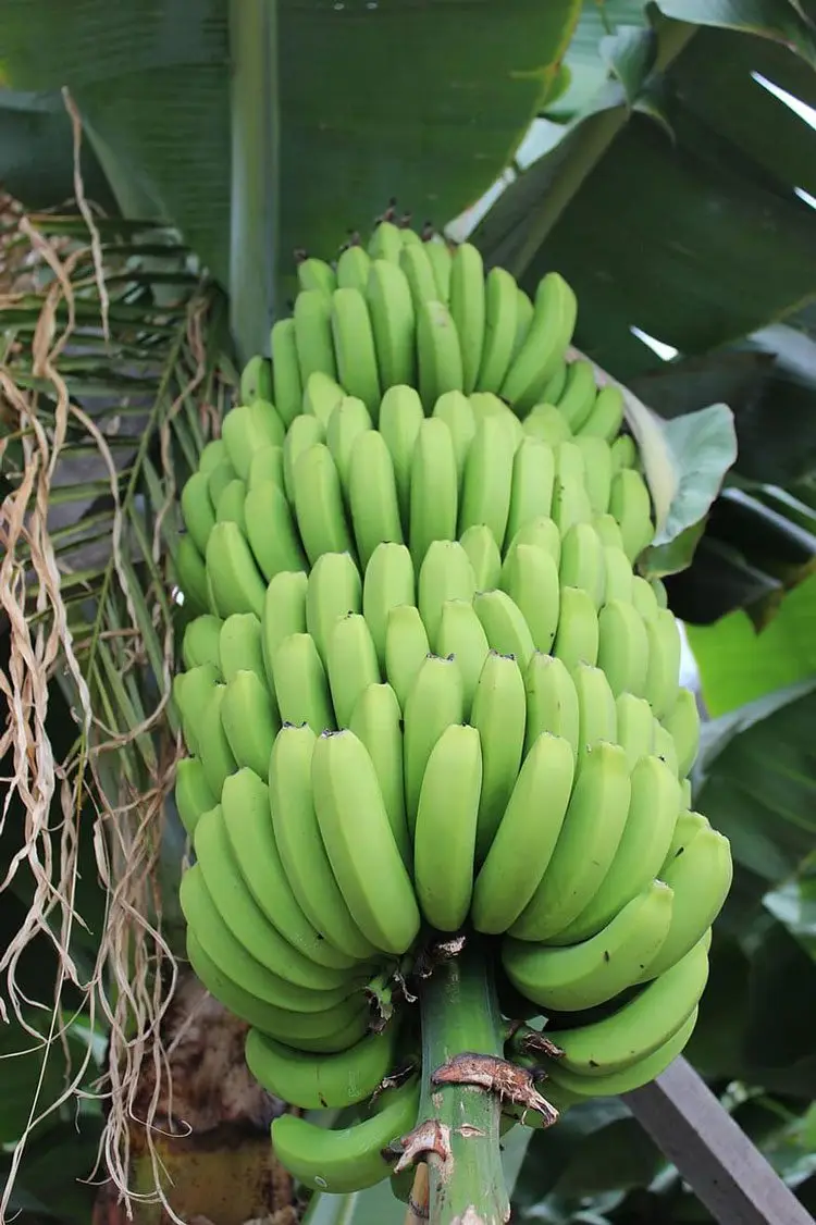 racimo de plátano