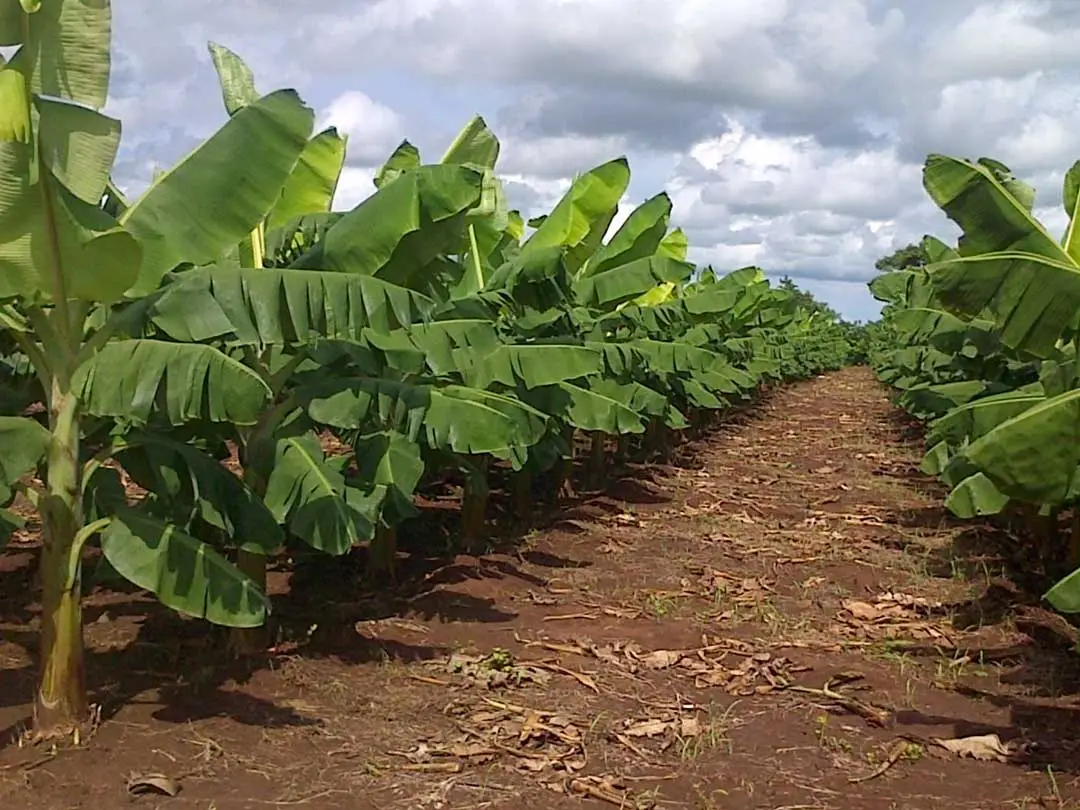 plantain 