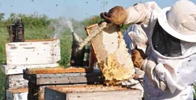 Apicultura - equipos para apicultura