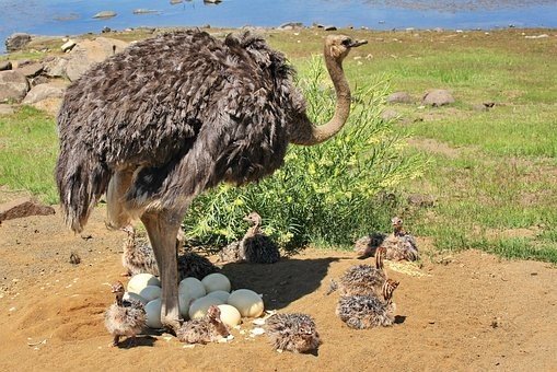 avestruz en su nido con huevos