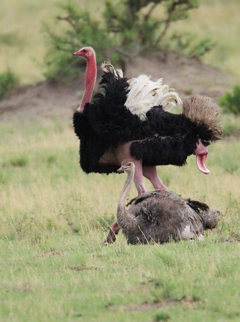 macho avestruz mostrando el organo copulador