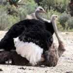 Avestruz - polluelo de avestruz