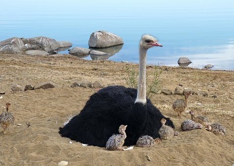 avestruz con sus crias