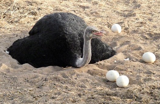 avestruz macho incubando los huevos