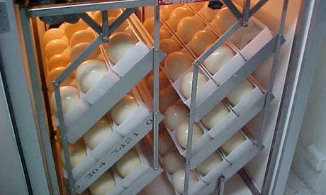 incubadora para huevos de avestruz