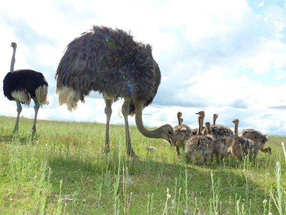 pareja de avestruces y sus polluelos pastando