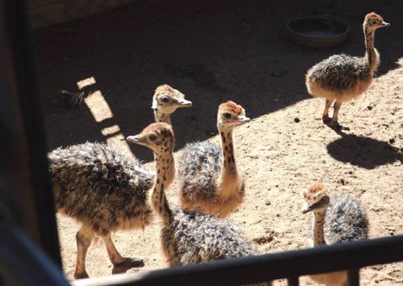 polluelos de avestruz