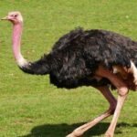 Avestruz - tipos de avestruz