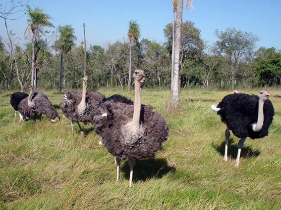 avestruces silvestres