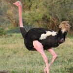 Avestruz - tipos de avestruz