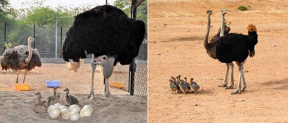familia de avestruces