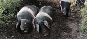 Cría de cerdos– Manejo en potreros, instalaciones y ventajas