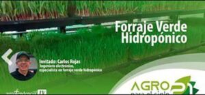 Forraje Verde Hidropónico
