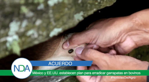 México y EE.UU. establecen plan para erradicar garrapatas en bovinos