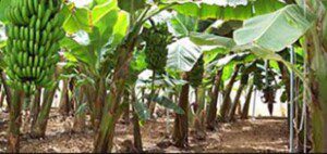 Cultivo de plátano: generalidades, manejo y plagas