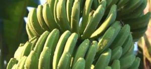Cultivo de plátano en 2 minutos