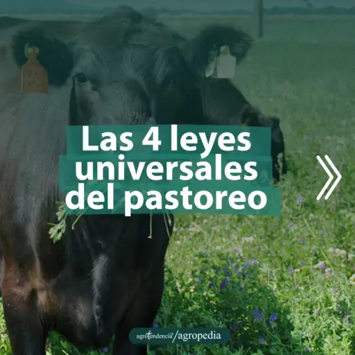 una vaca comiendo pasto y forrajes