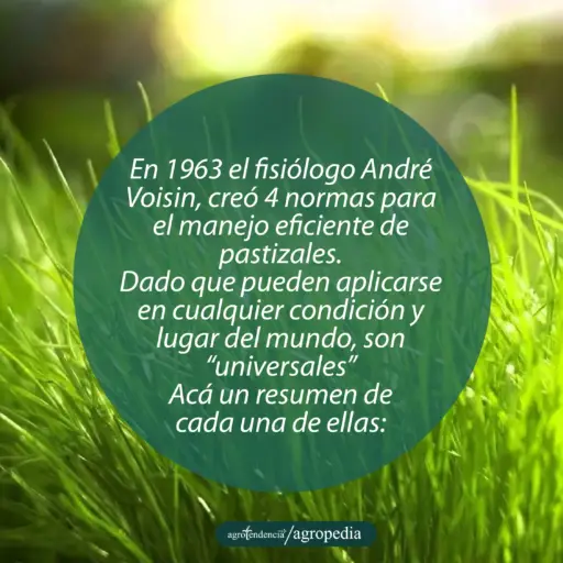 pasto verde