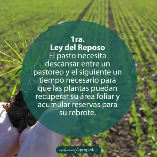 pasto sembrado en hilera y manos sosteniendo tierra y pasto