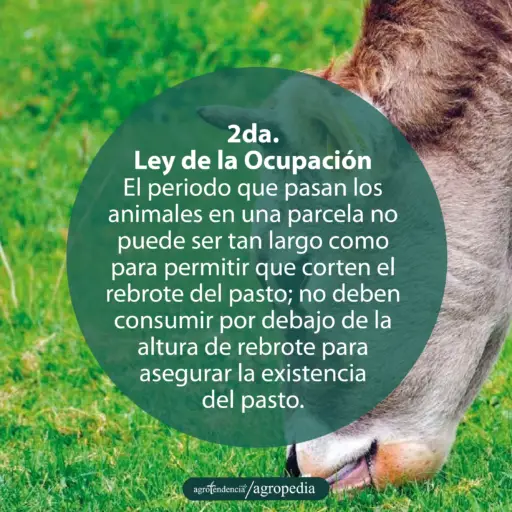 novilla comiendo pasto
