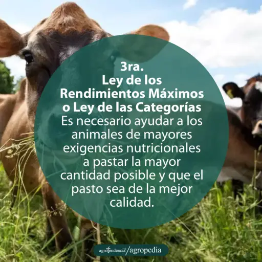 vacas entre el pastizal