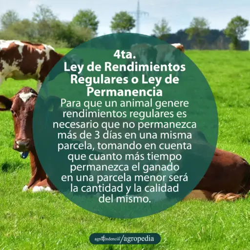 vacas caminando y vaca echada sobre el pasto