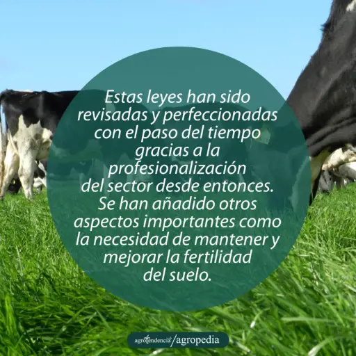 vacas holteins comiendo pasto
