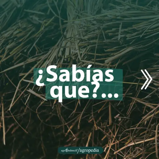 pastos secos