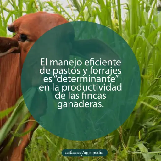 vaca rojiza comiendo pasto