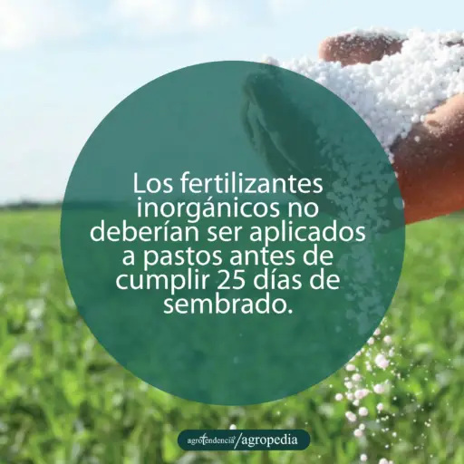 mano aplicando urea en los pastos