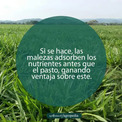vista cercana de pastos