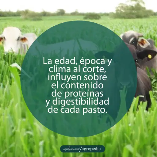 pastos cubriendo a vacas