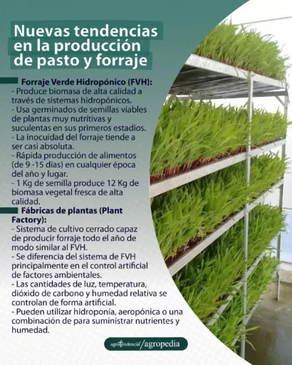 bandejas de forraje verde hidropónico