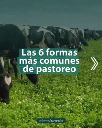 animales consumiendo forrajes
