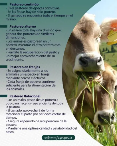 bovinos consumiendo pasto