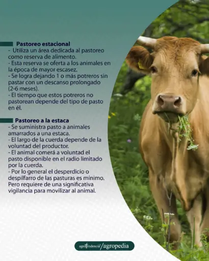 bovino con pasto en la boca