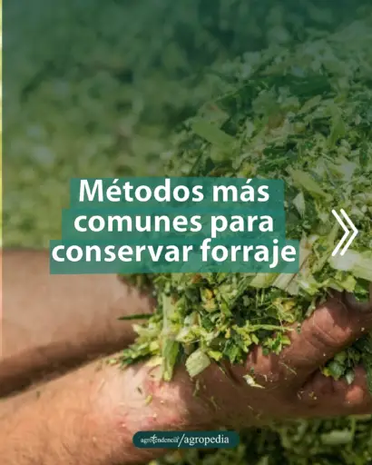 manos agarrando forraje conservado