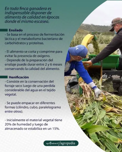 hombres repicando pasto