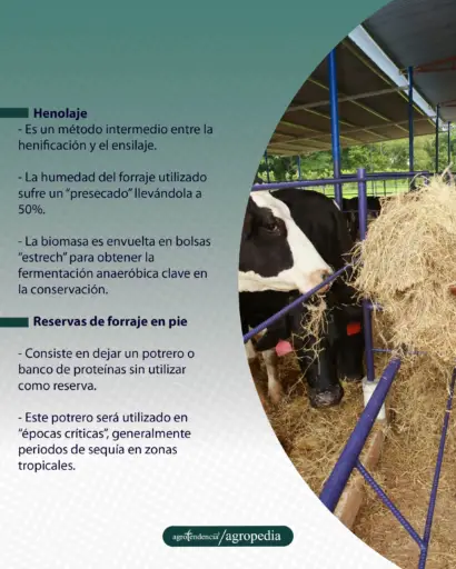 animales consumiendo heno
