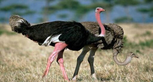 pareja-de-avestruces pareja de avestruces