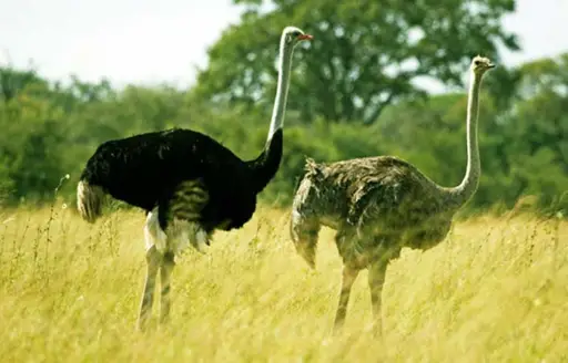 avestruz macho y hembra juntos