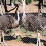 Avestruz - características del avestruz