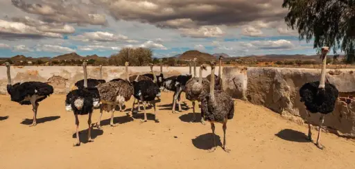 corral para avestruz