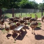 Avestruz - avestruz alimentación
