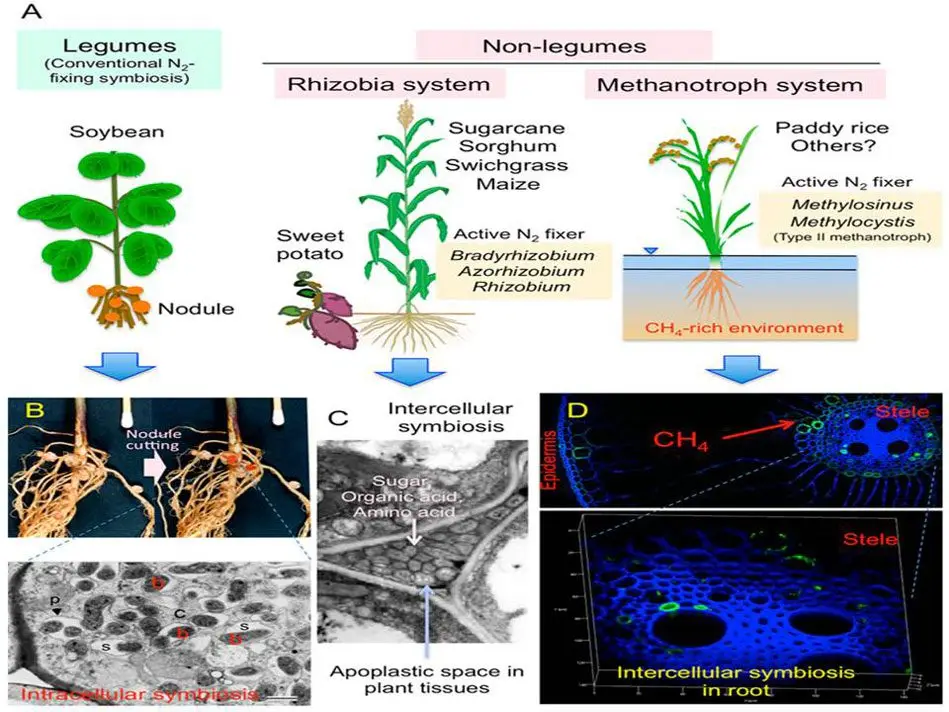 nodulos radicales de leguminosas