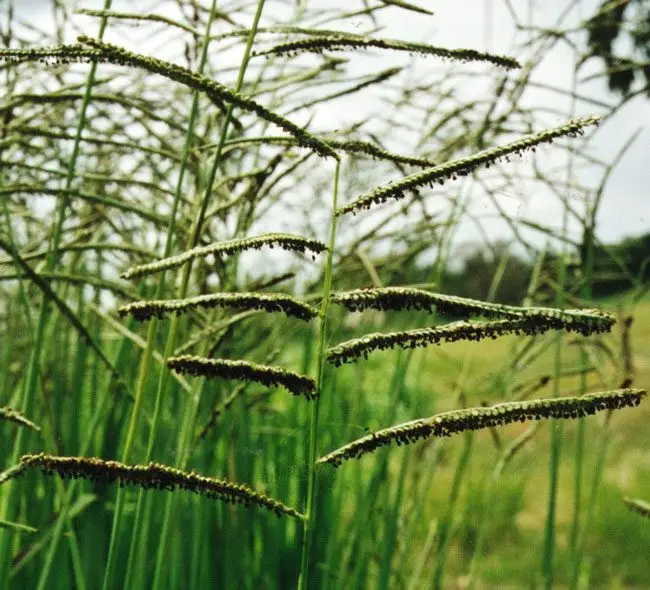 Paspalum atratum