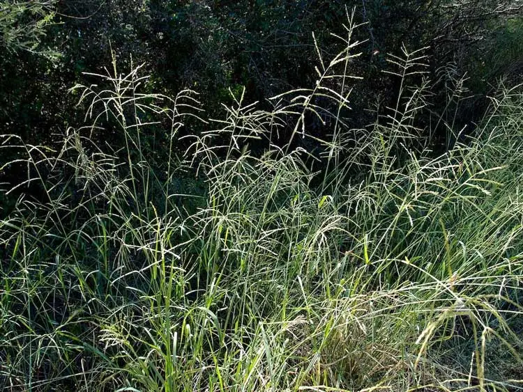Leptochloa dubia