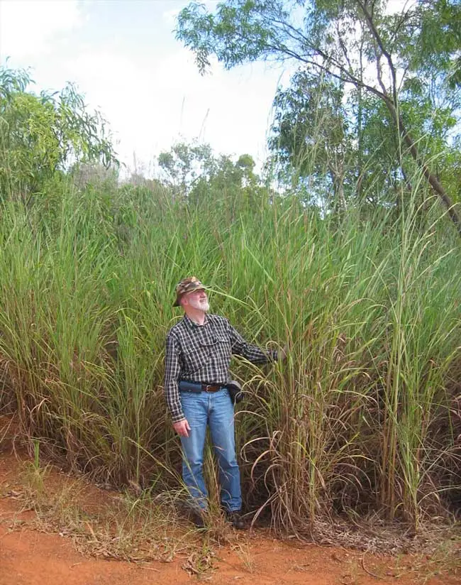 Andropogon gayanus